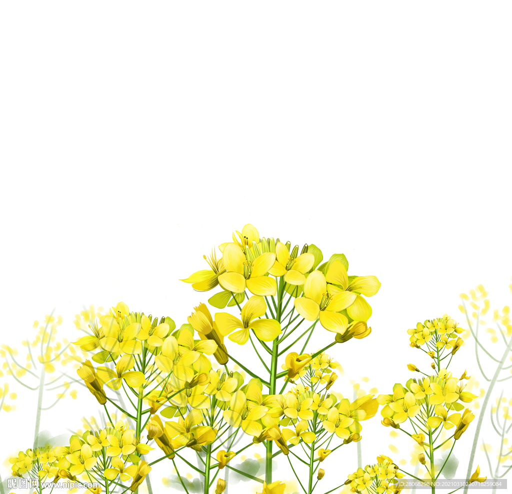 黄色插画油菜花元素