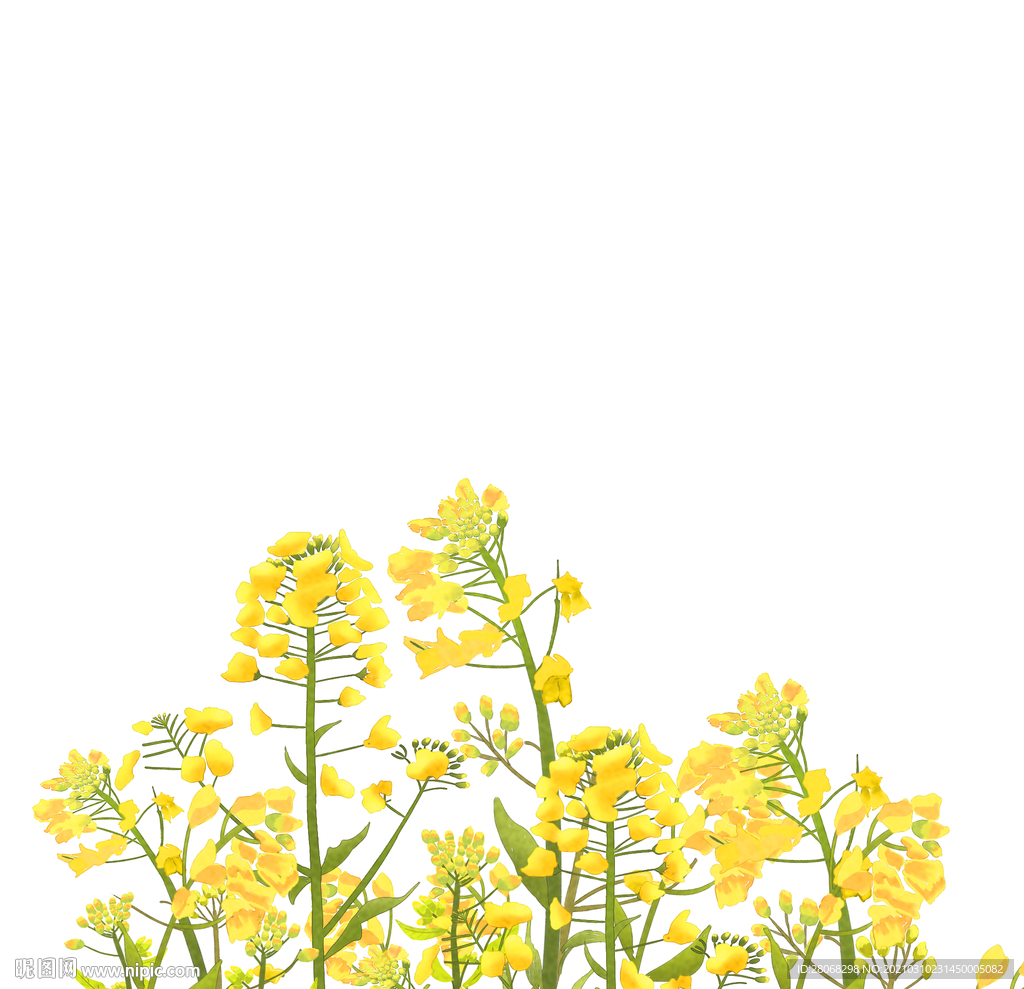 卡通装饰油菜花元素