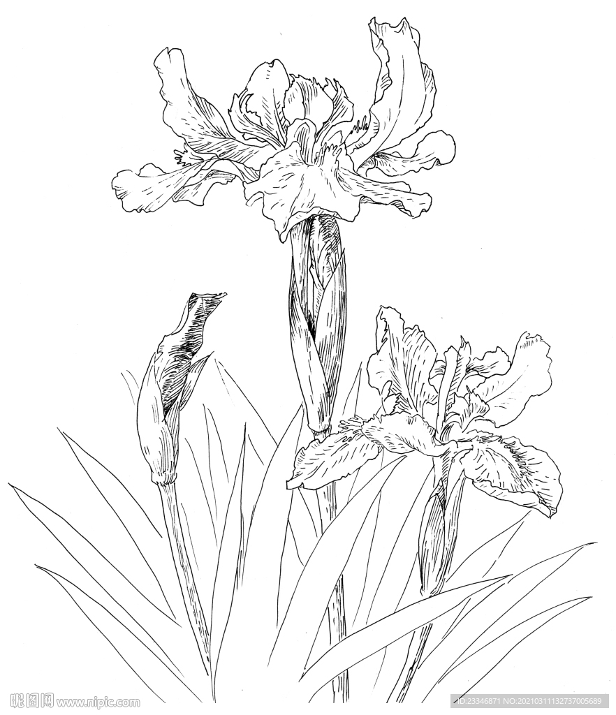钢笔手绘鸢尾花