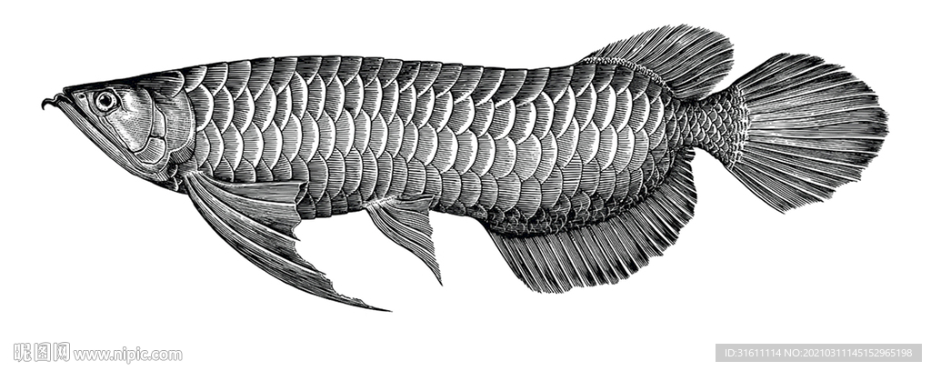 金龙鱼插画手绘素描线描线稿