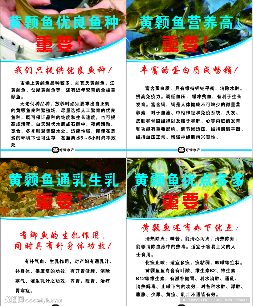 黄颡鱼画面设计