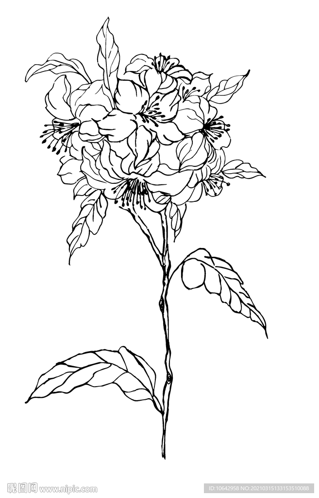 黑白线描花卉图案