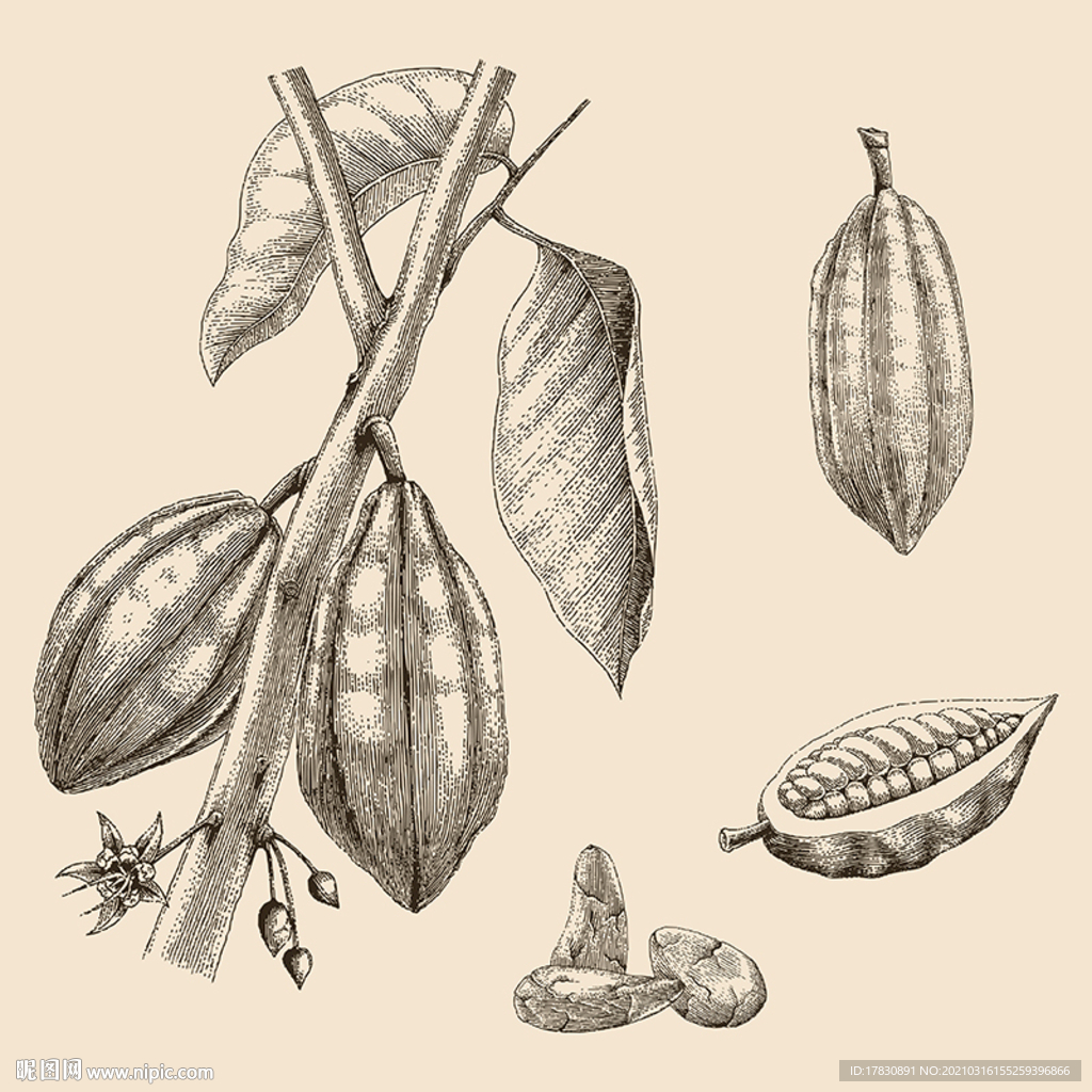 可可豆手绘素描线描插画素材