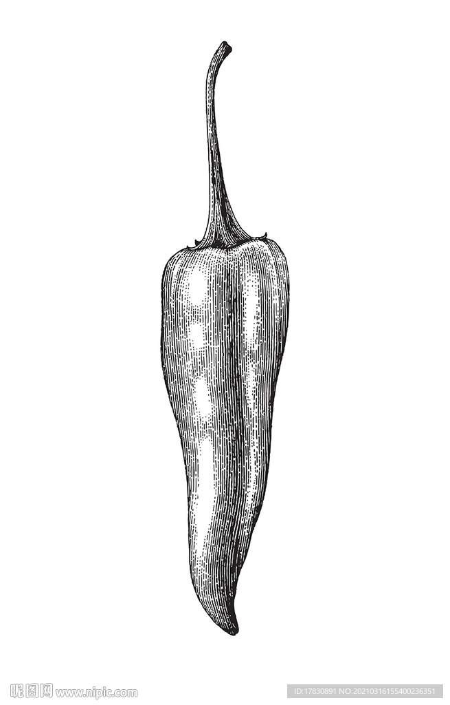 辣椒手绘素描线描插画白描素材