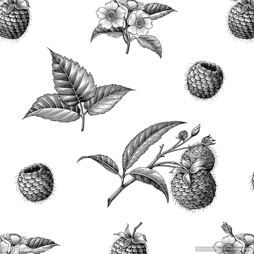 树莓手绘素描线描插画白描素材