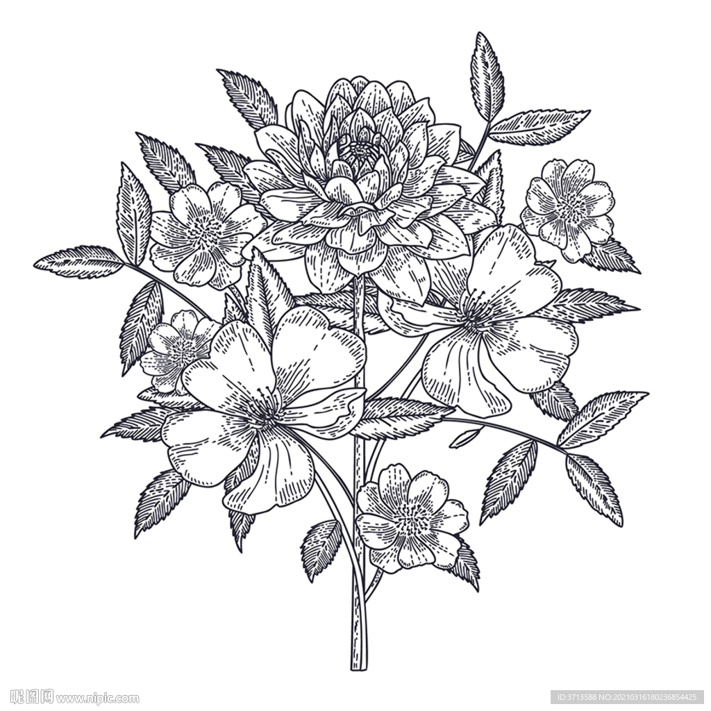花儿手绘素描线描插画素材