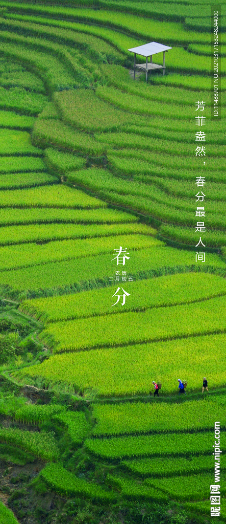 春分节气psd分层海报