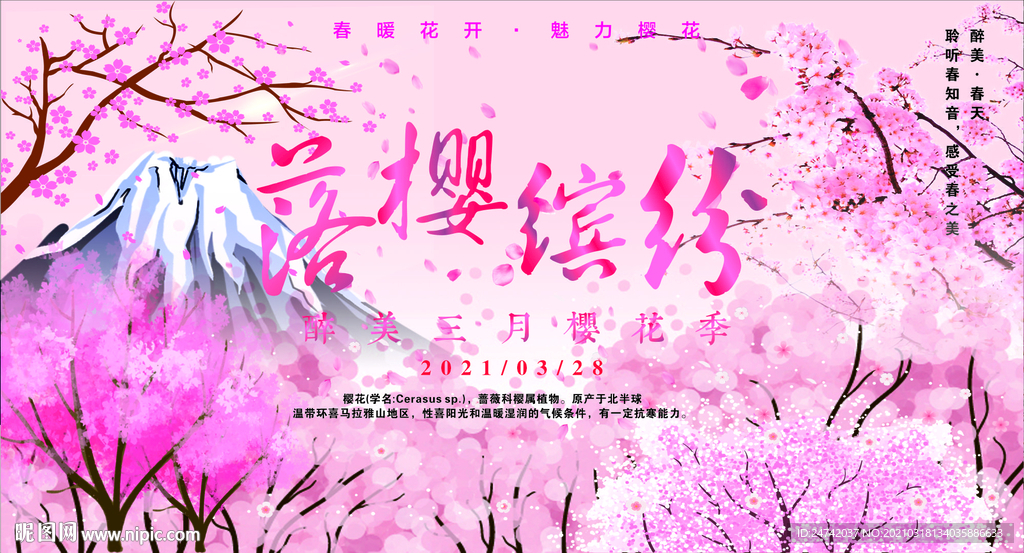 樱花