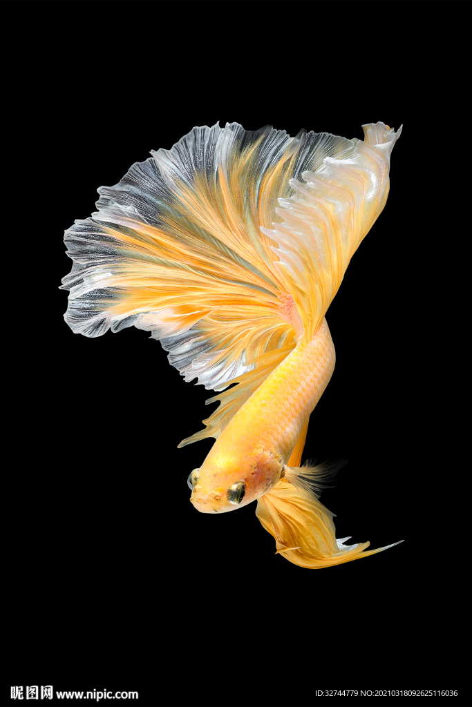 黄色鲤鱼装饰画