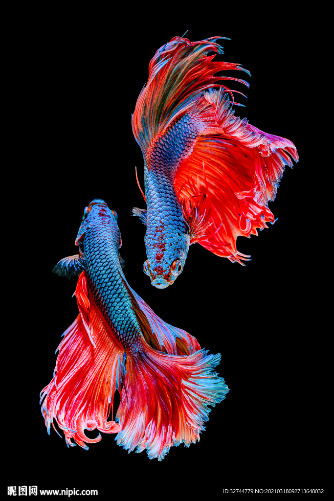 鲤鱼装饰画玄关