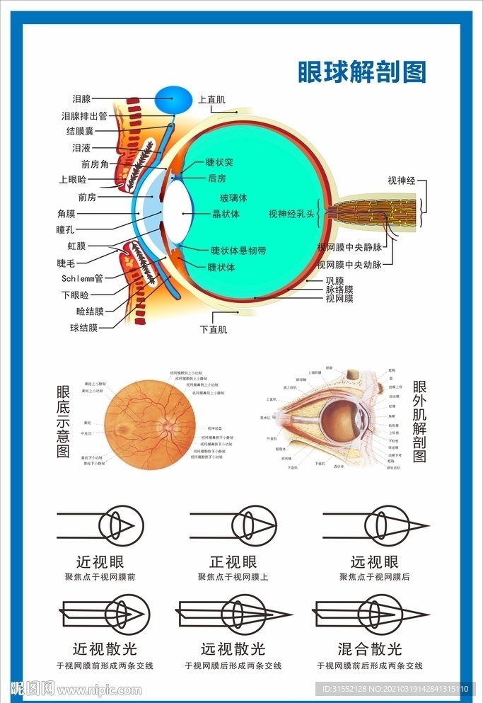眼球解剖图