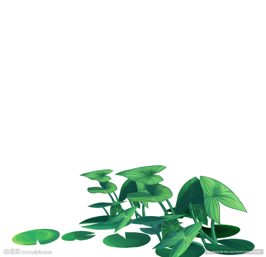 夏季植物荷叶浮萍元素