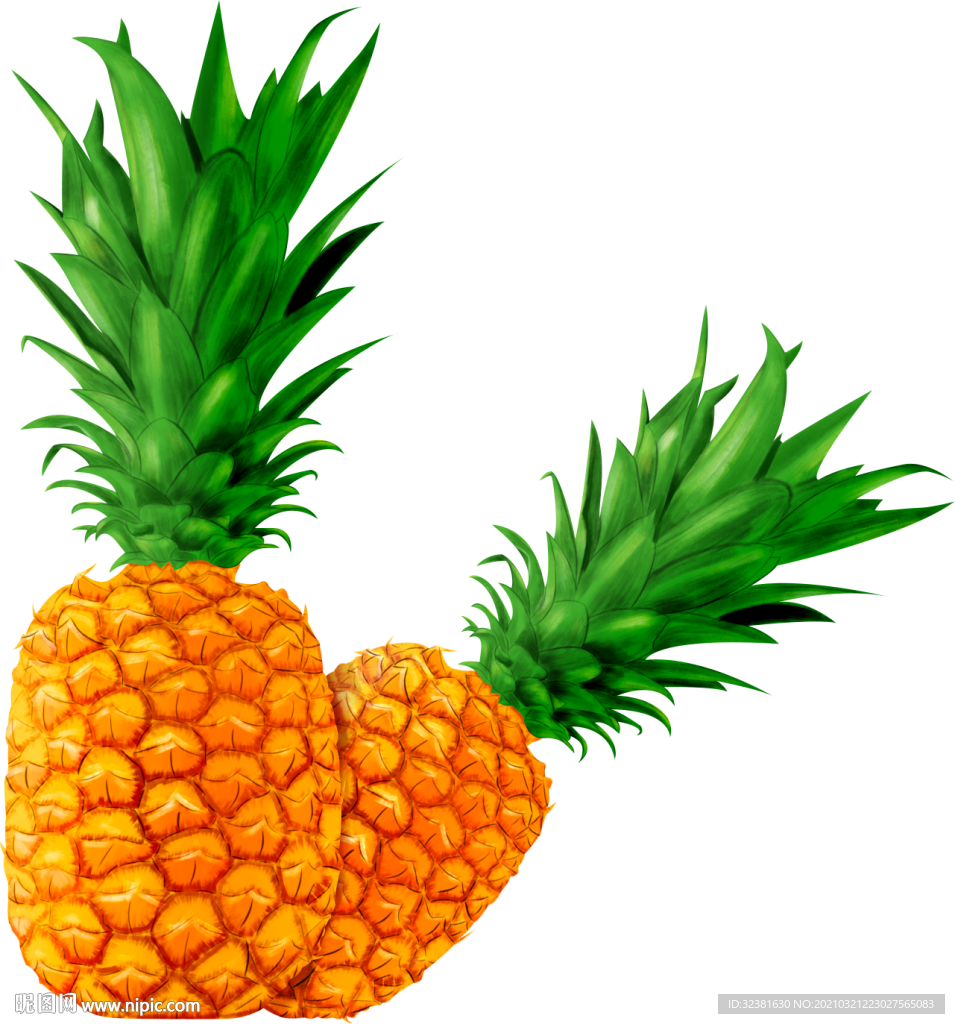 菠萝插画