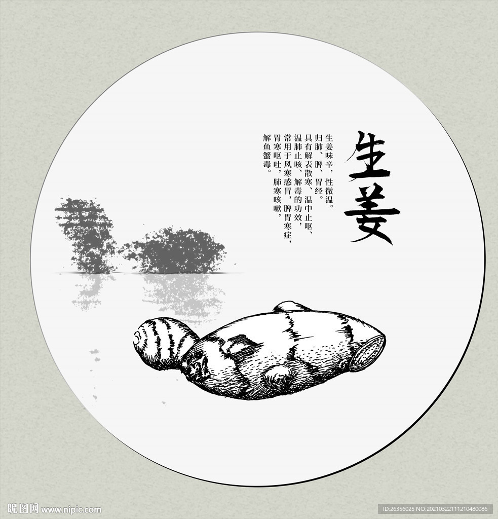 手绘线描生姜