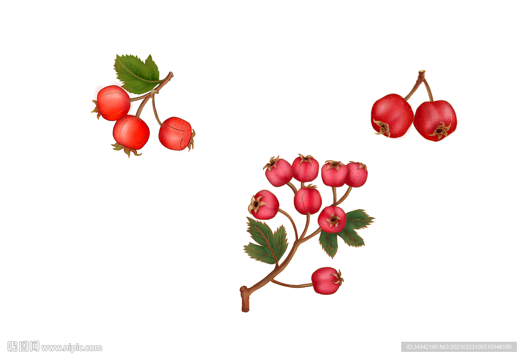 手绘山楂