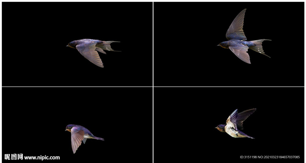 两组高清燕子飞行透明通道素材