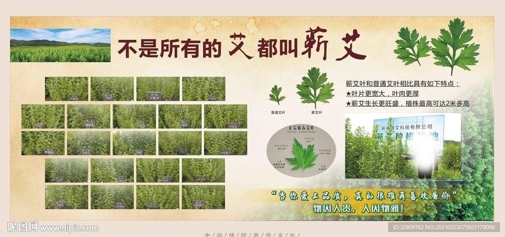 艾灸艾叶蕲艾来源简介