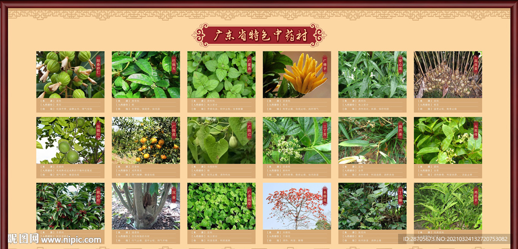 广东省特色中药材