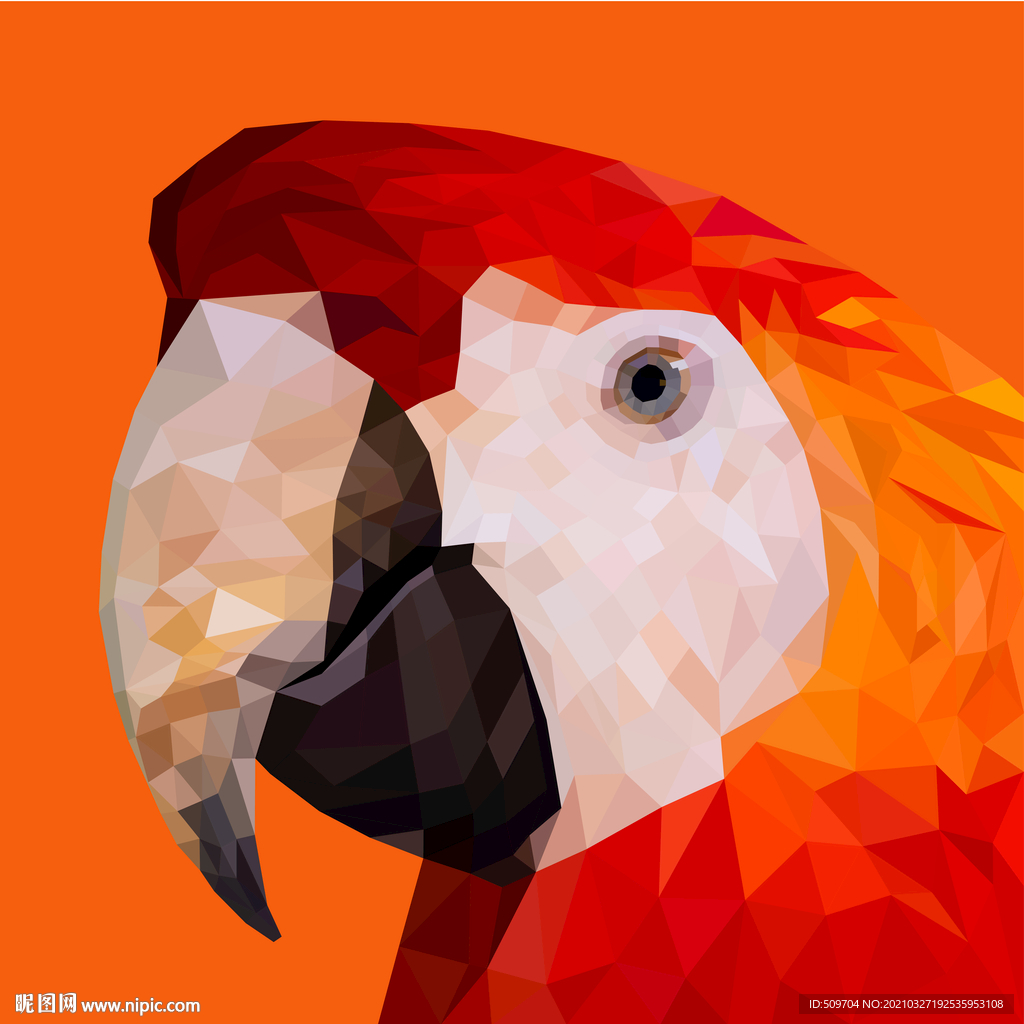 鹦鹉插画设计