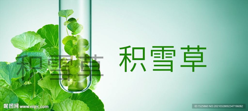 积雪草素材