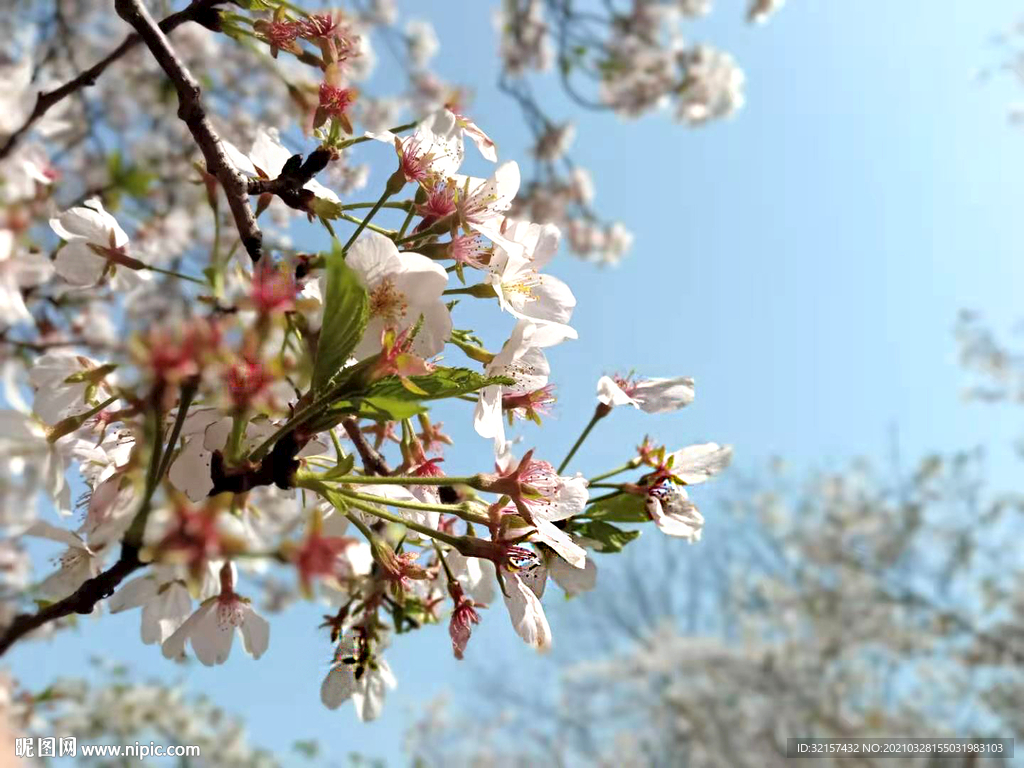 樱花