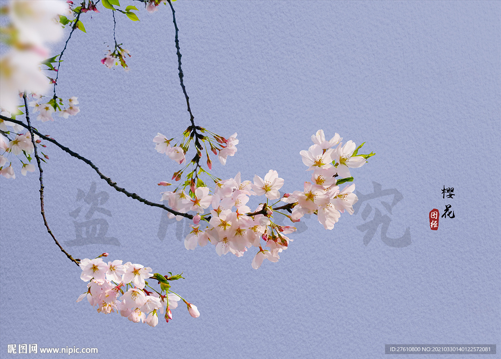 樱花
