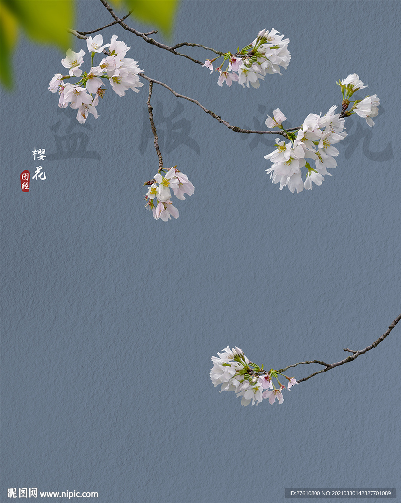 樱花