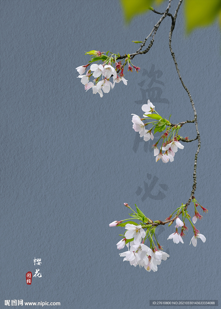 樱花
