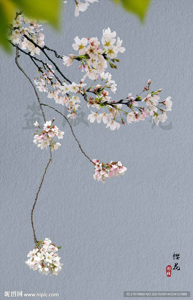 樱花