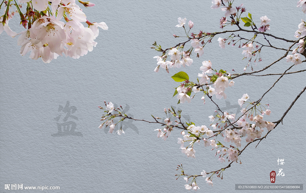 樱花