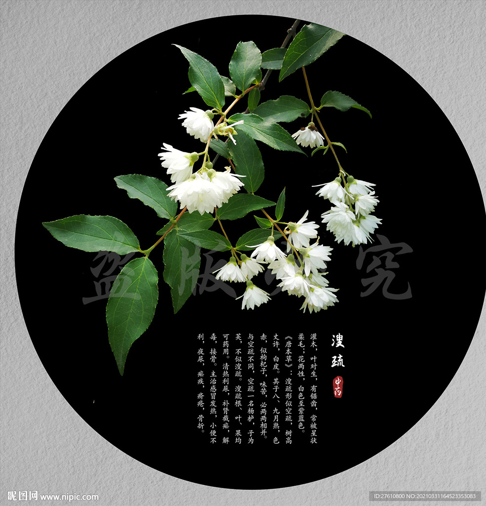 溲疏