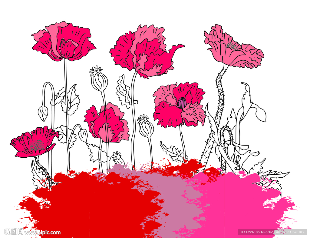 樱粟花
