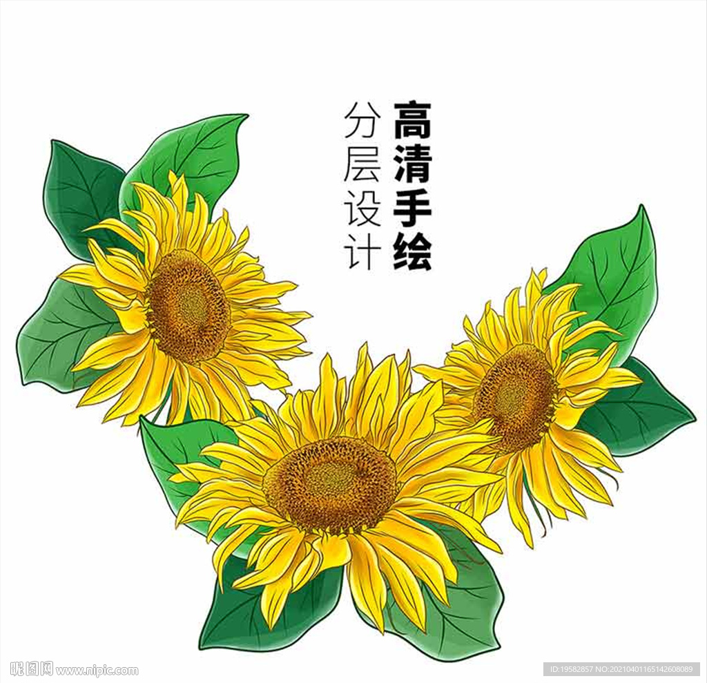 向日葵