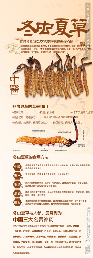 冬虫夏草展架