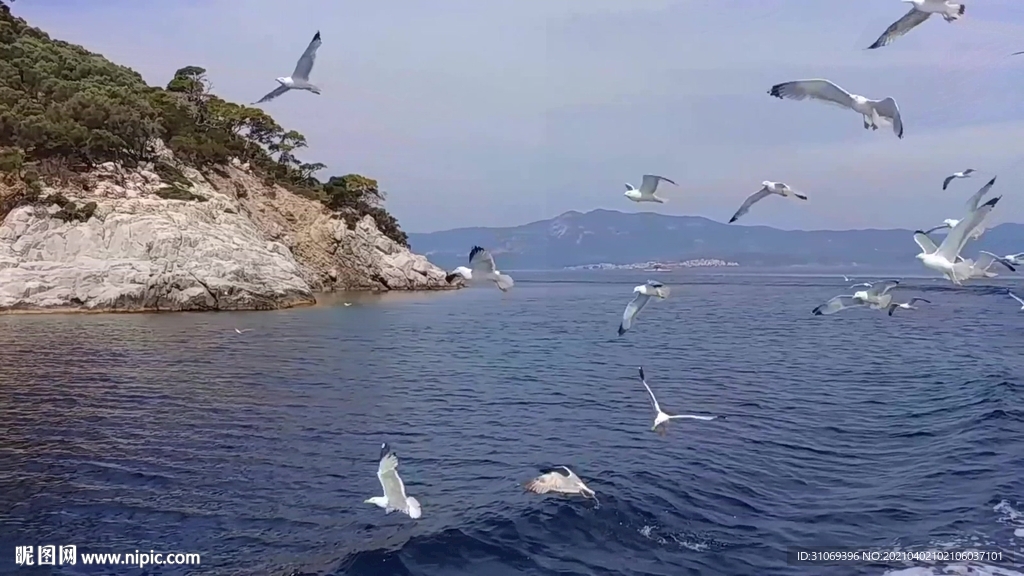 短视频素材海面上跟随游艇的海鸥