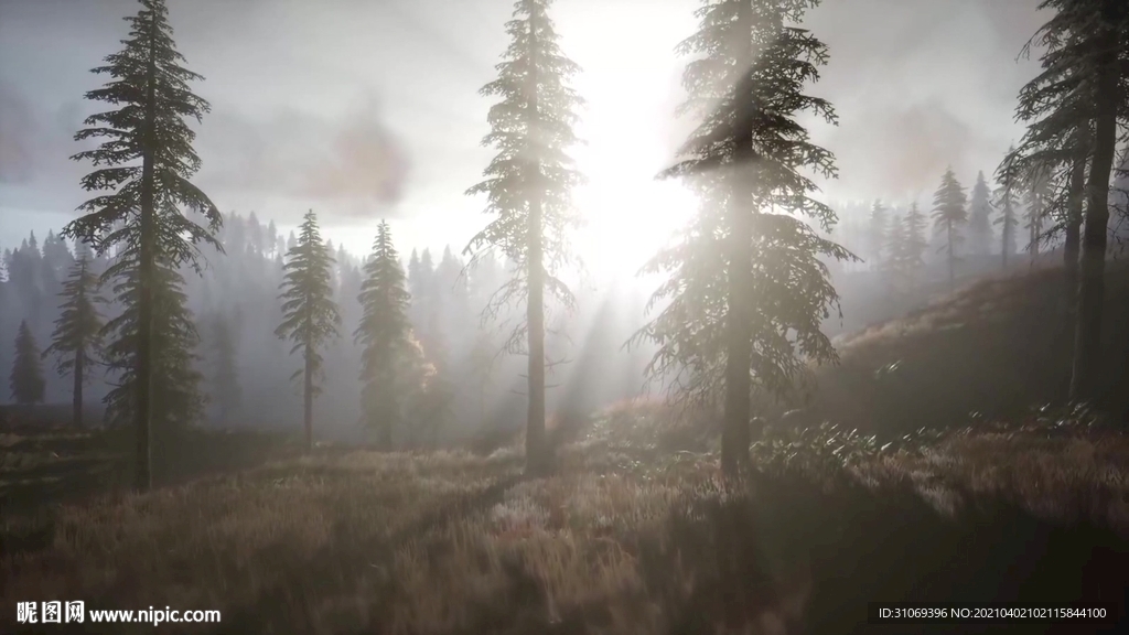 短视频素材阳光透过薄雾森林