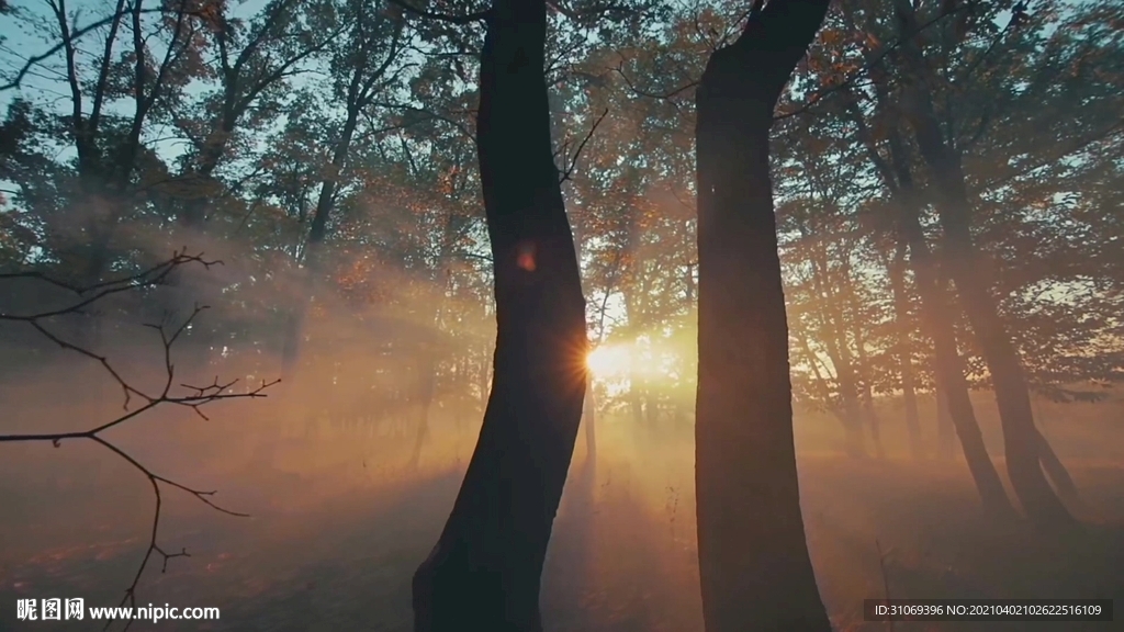 短视频素材阳光穿透树林美景