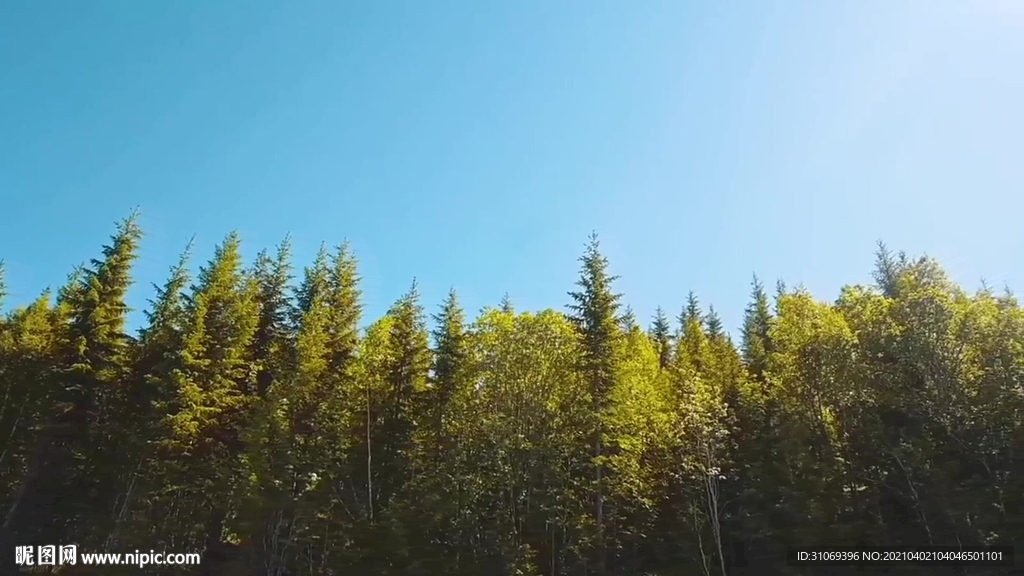 高清4K视频蓝天白云下的树林