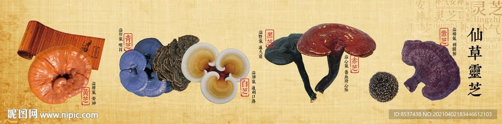 仙草灵芝