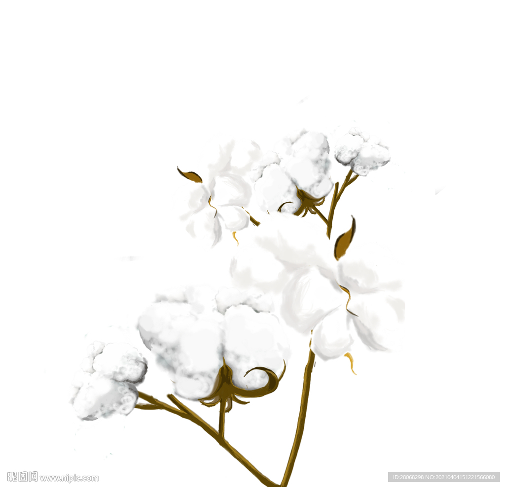 植物插画棉花元素