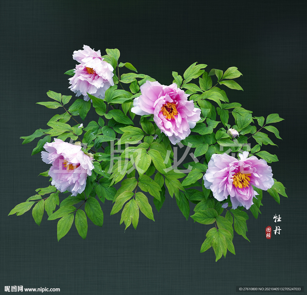 牡丹花