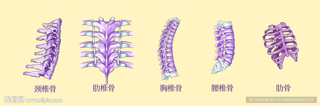 骨科 骨折 中医按摩 医疗