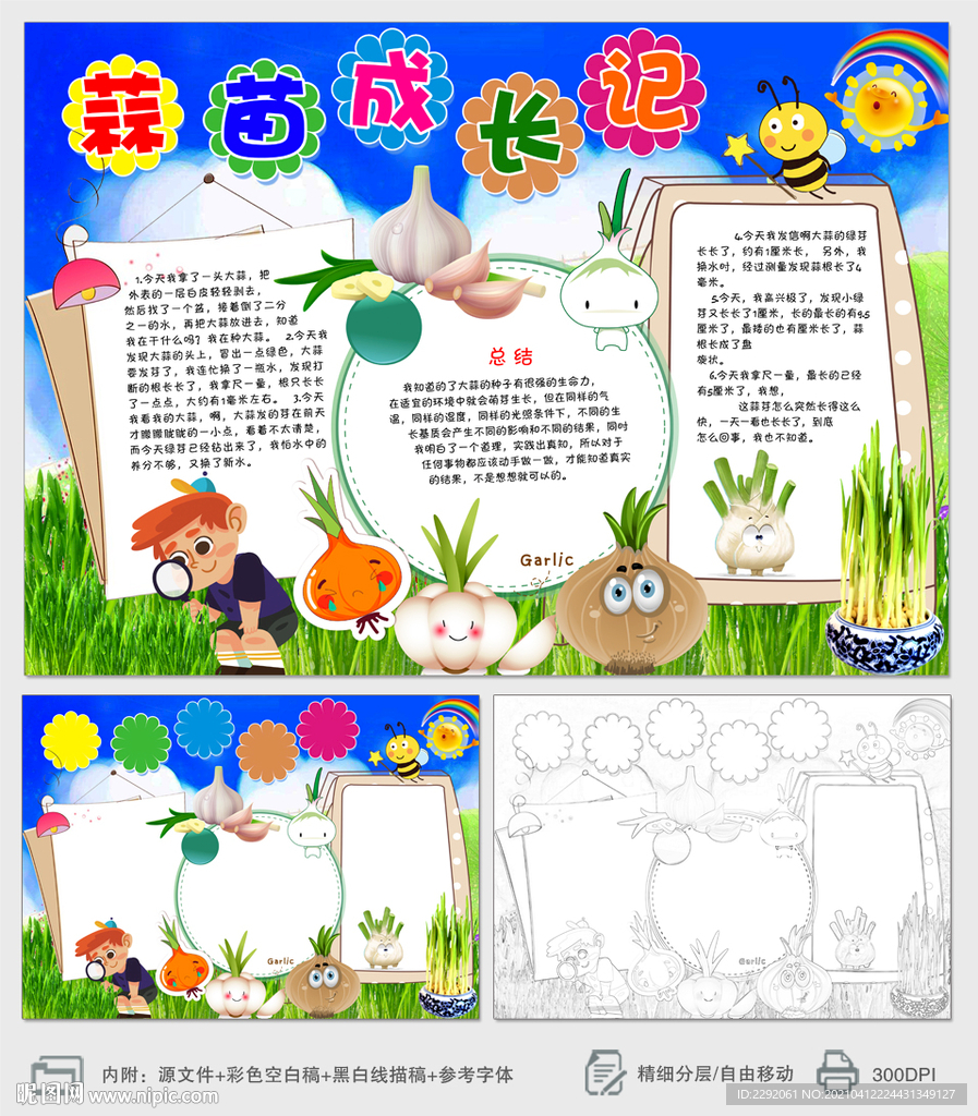 蒜苗成长观察小报