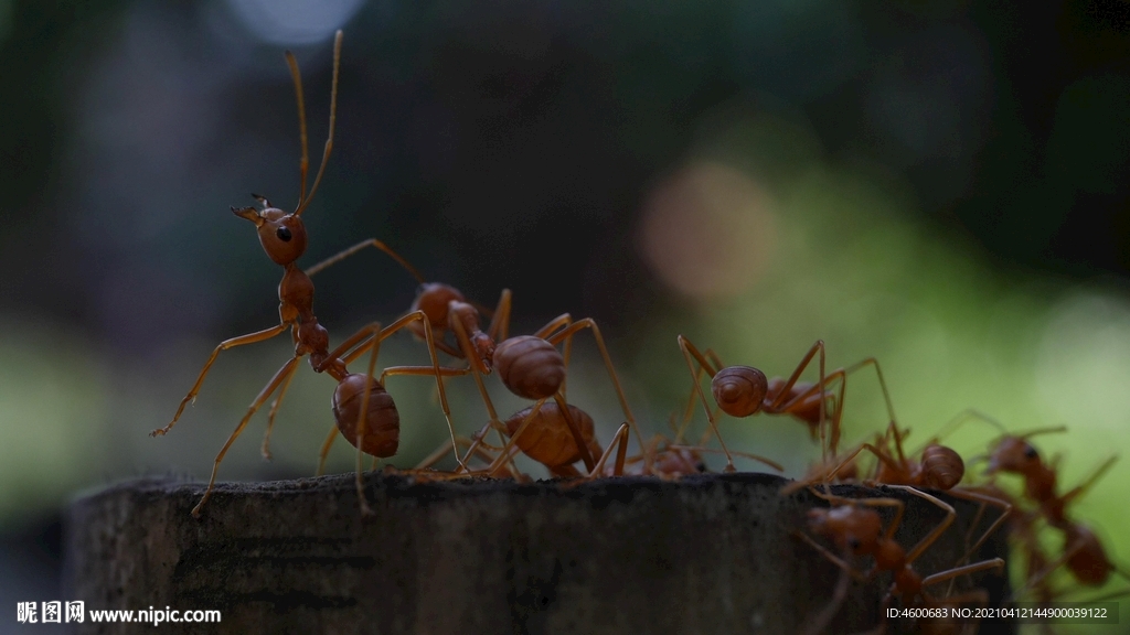 成群红蚂蚁在地面上走来走去