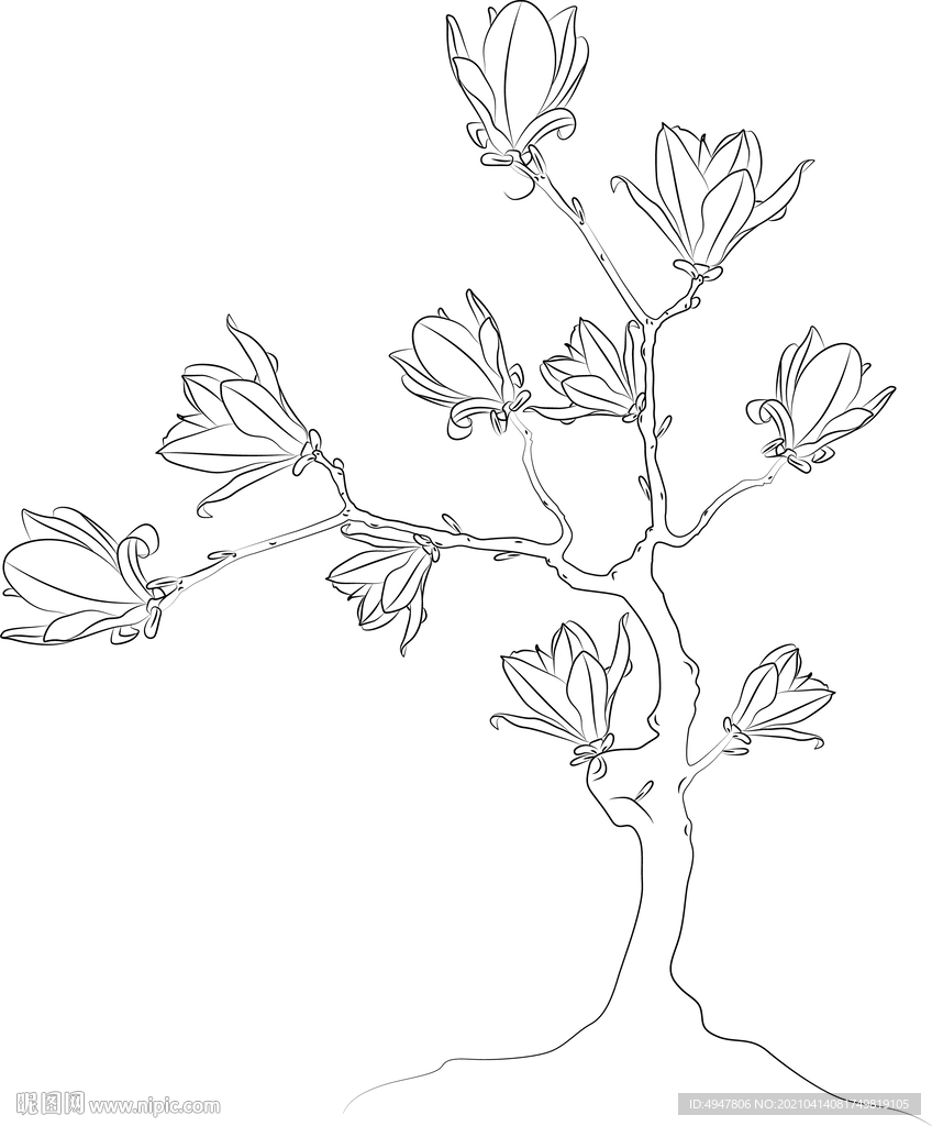 玉兰花 矢量图