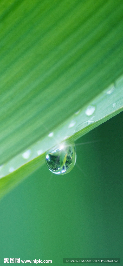 雨水谷雨叶子