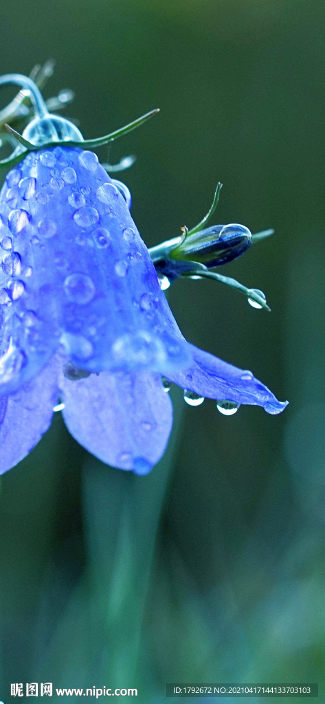 雨水谷雨花朵