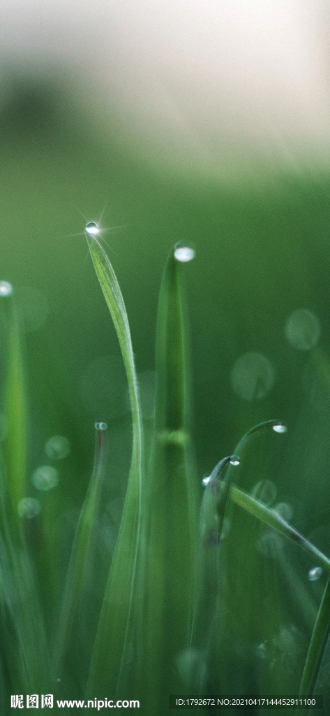 雨水谷雨植物