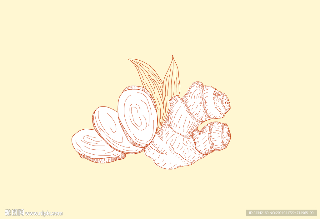 手绘生姜线描稿