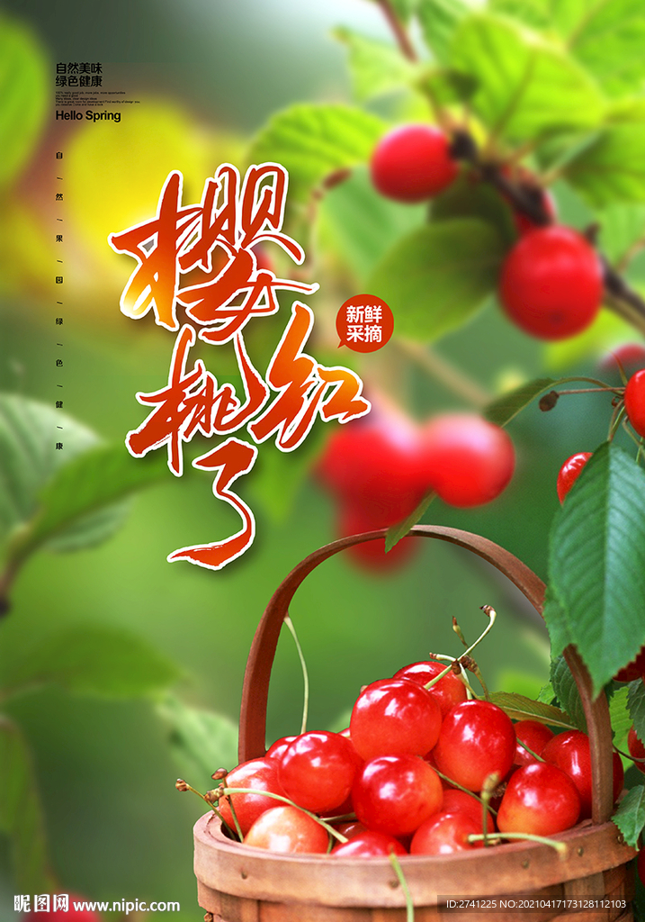 樱桃采摘
